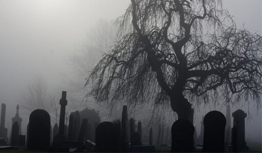 Деревья на кладбищах